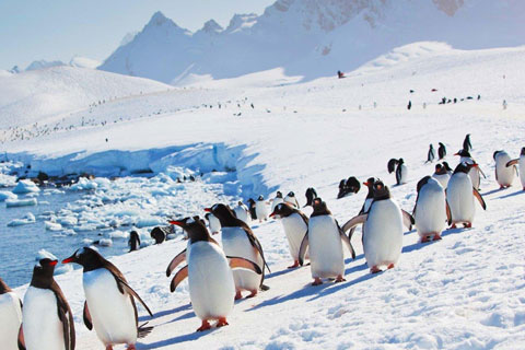 The Storage Inn blog's latest post is inspired by Penguins and Cold Winter Weather!